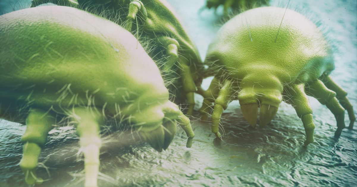dust-mites